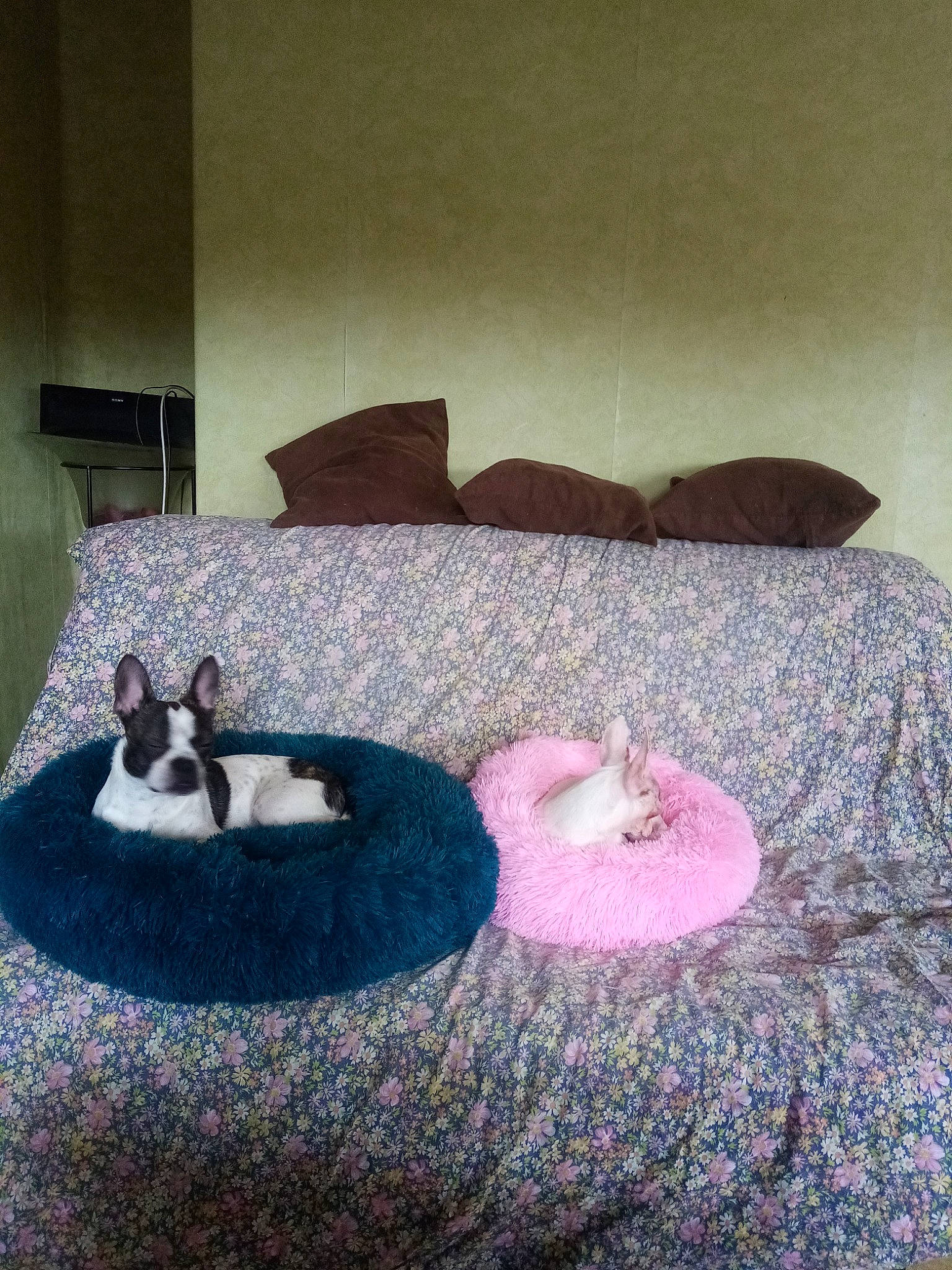 Bella participe au concours pour gagner de l'argent avec cette photo : carnivore, circle, comfort, companion_dog, couch, dog, floor, flooring, fur, hardwood, linens, living_room, magenta, pattern, purple, room, studio_couch, tints_and_shades, wood, wool