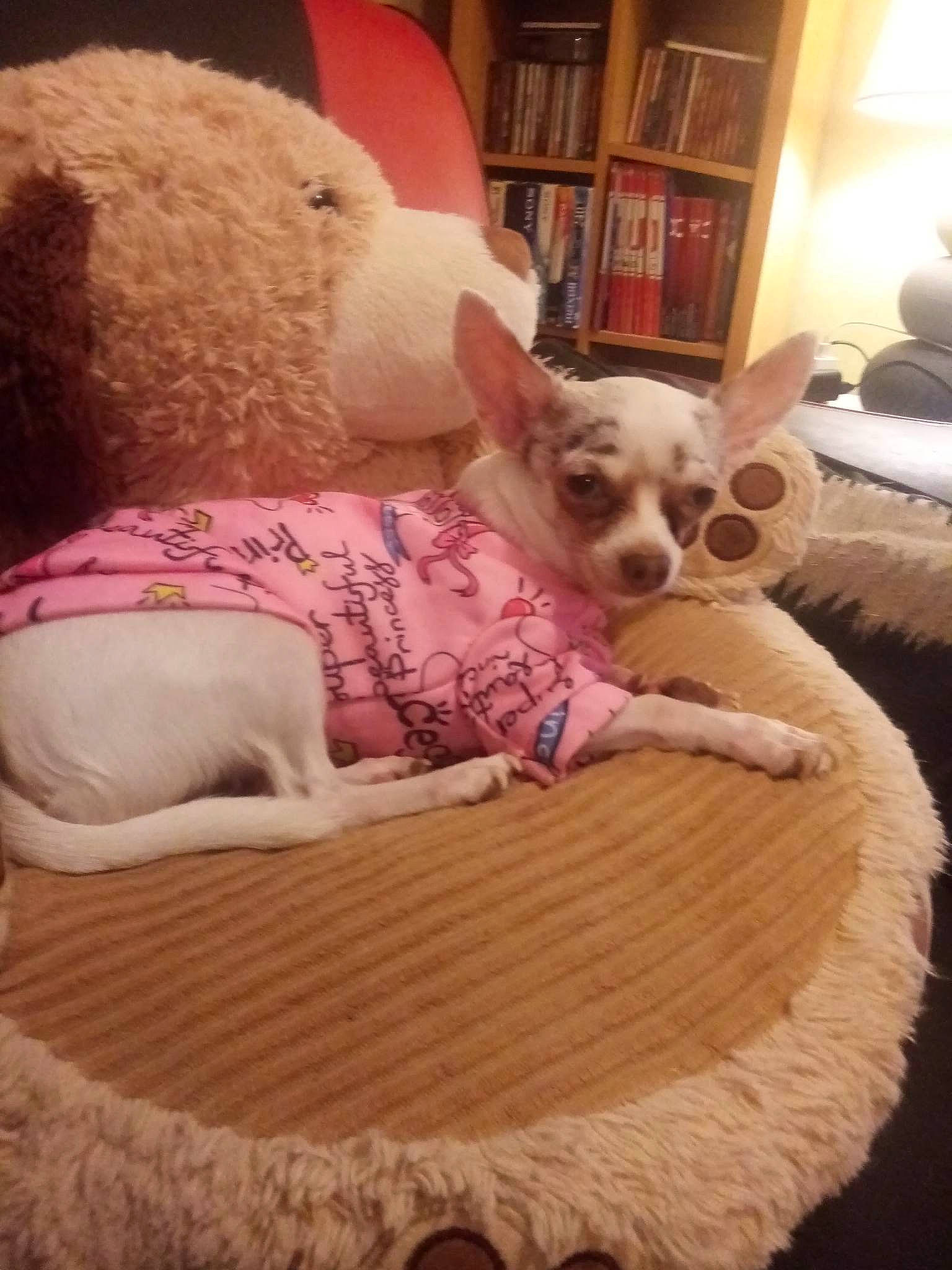 Bella a rejoint le concours — aidez-le/la à gagner de superbes lots ! bookcase, carnivore, comfort, companion_dog, couch, dog, dog_breed, dog_supply, fawn, fur, furniture, living_room, pet_supply, picture_frame, pink, room, shelf, snout, wood, working_animal