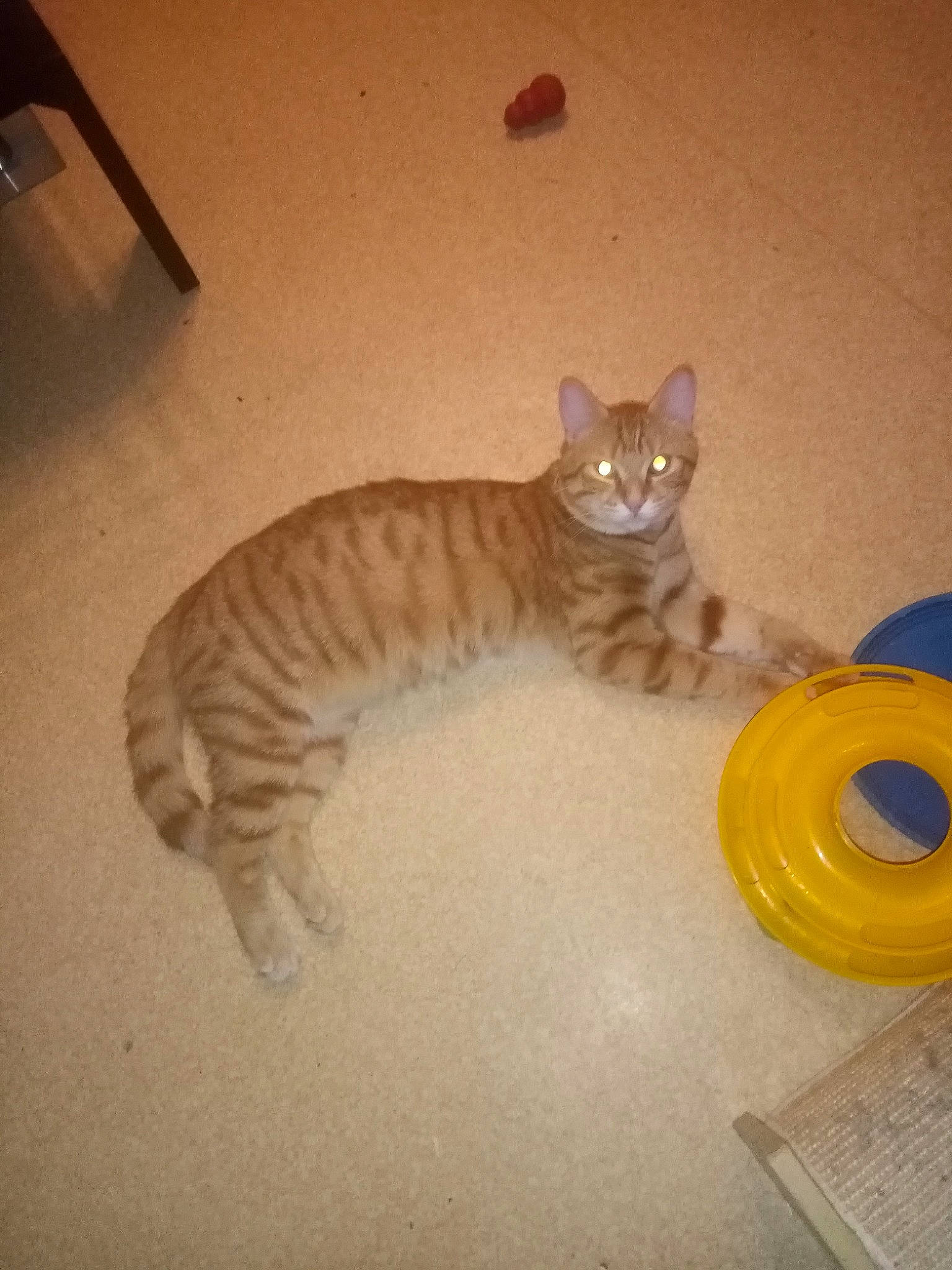 Maxou participe au concours pour gagner de l'argent avec cette photo : carnivore, cat, cat_supply, cat_toy, claw, domestic_short_haired_cat, fawn, felidae, flooring, fur, hardwood, paw, pet_supply, small_to_medium_sized_cats, tail, terrestrial_animal, toy, whiskers, wood