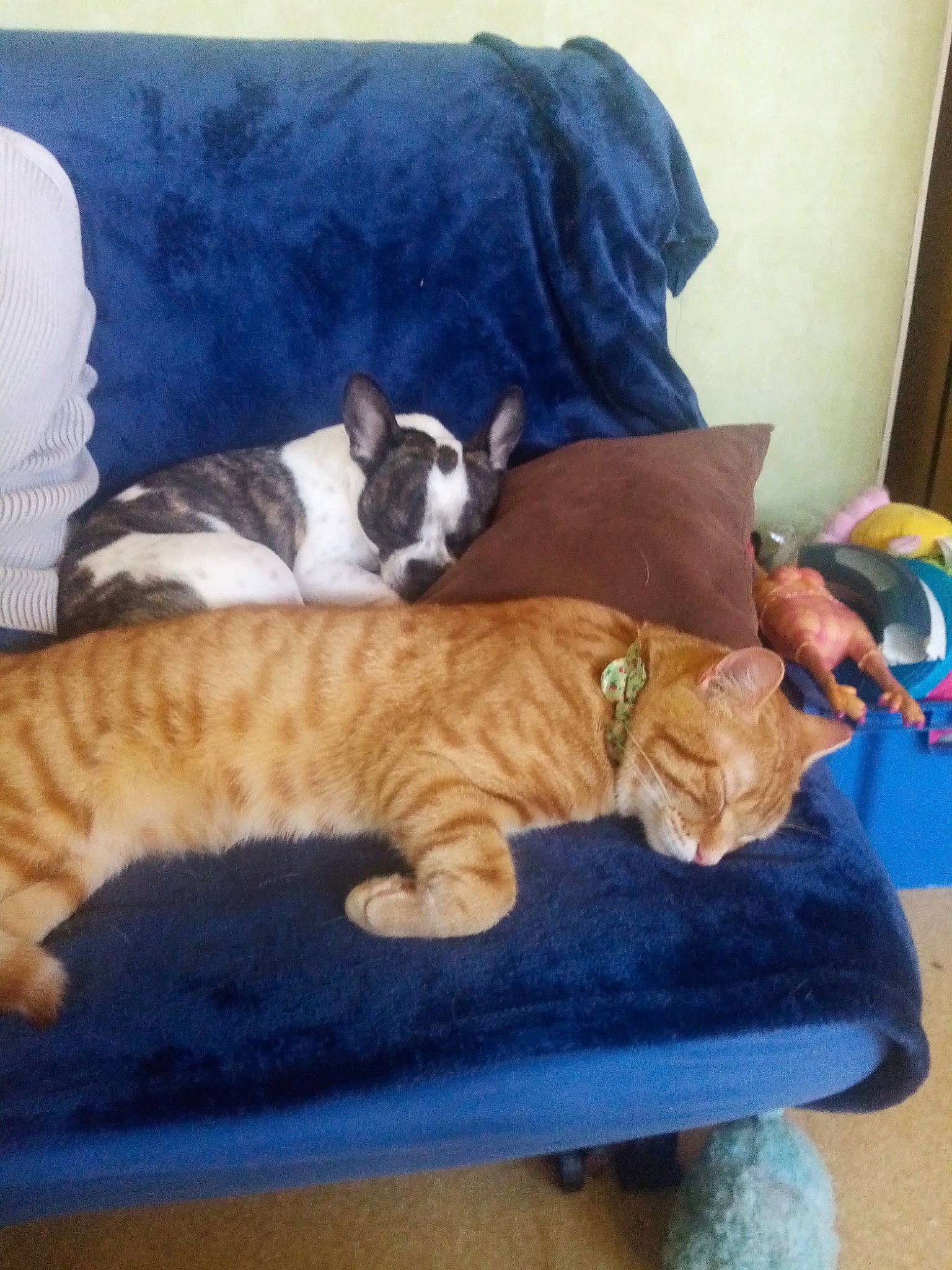 Maxou a rejoint le concours — aidez-le/la à gagner de superbes lots ! carnivore, cat, comfort, companion_dog, couch, dog_breed, domestic_short_haired_cat, fawn, felidae, flooring, fur, hardwood, lap, nap, paw, room, small_to_medium_sized_cats, tail, whiskers, wood