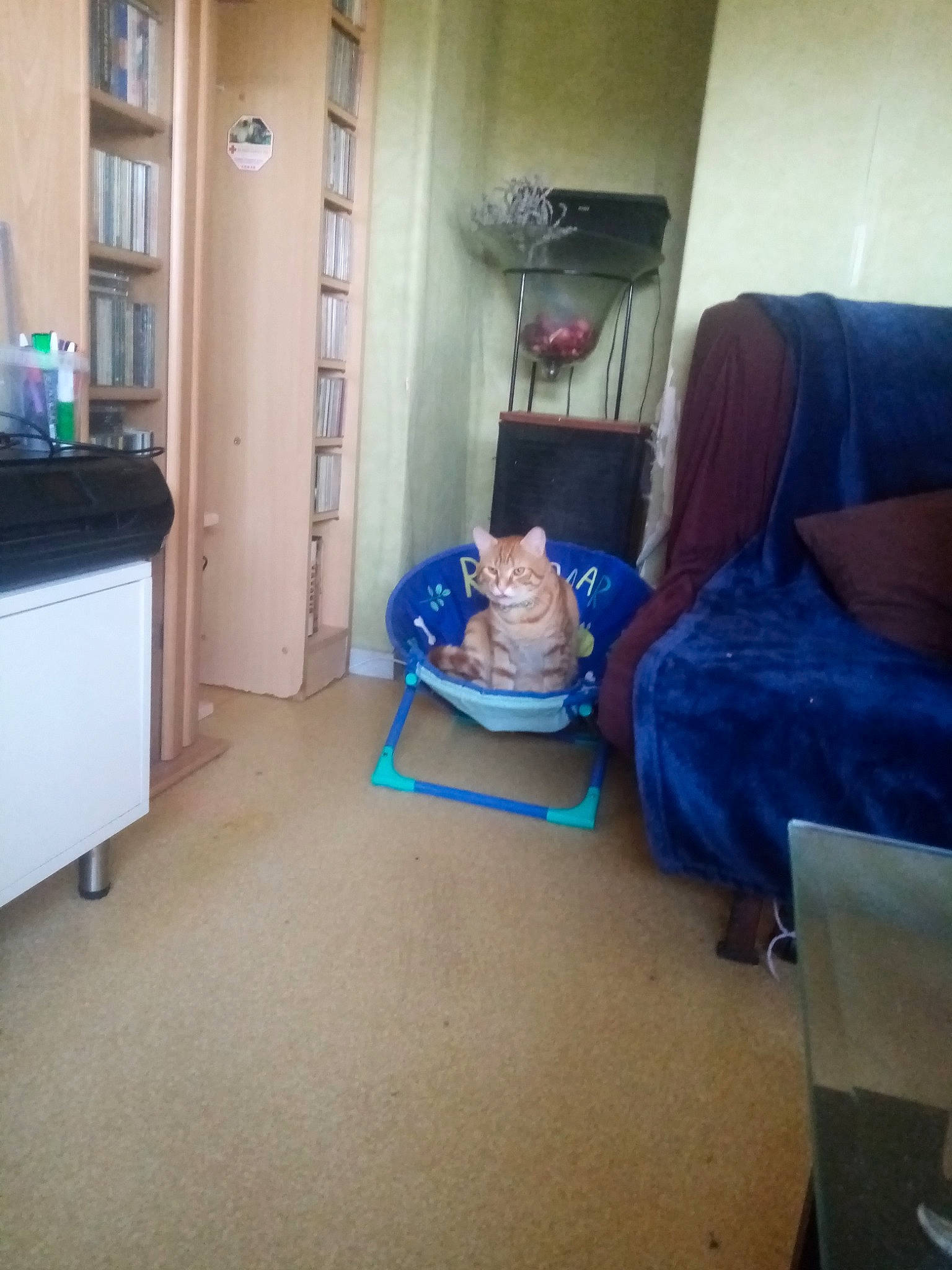 Maxou a rejoint le concours — aidez-le/la à gagner de superbes lots ! building, cabinetry, comfort, couch, door, electric_blue, floor, flooring, hardwood, home_appliance, house, houseplant, human_leg, laminate_flooring, lighting, living_room, room, sitting, wood, wood_flooring