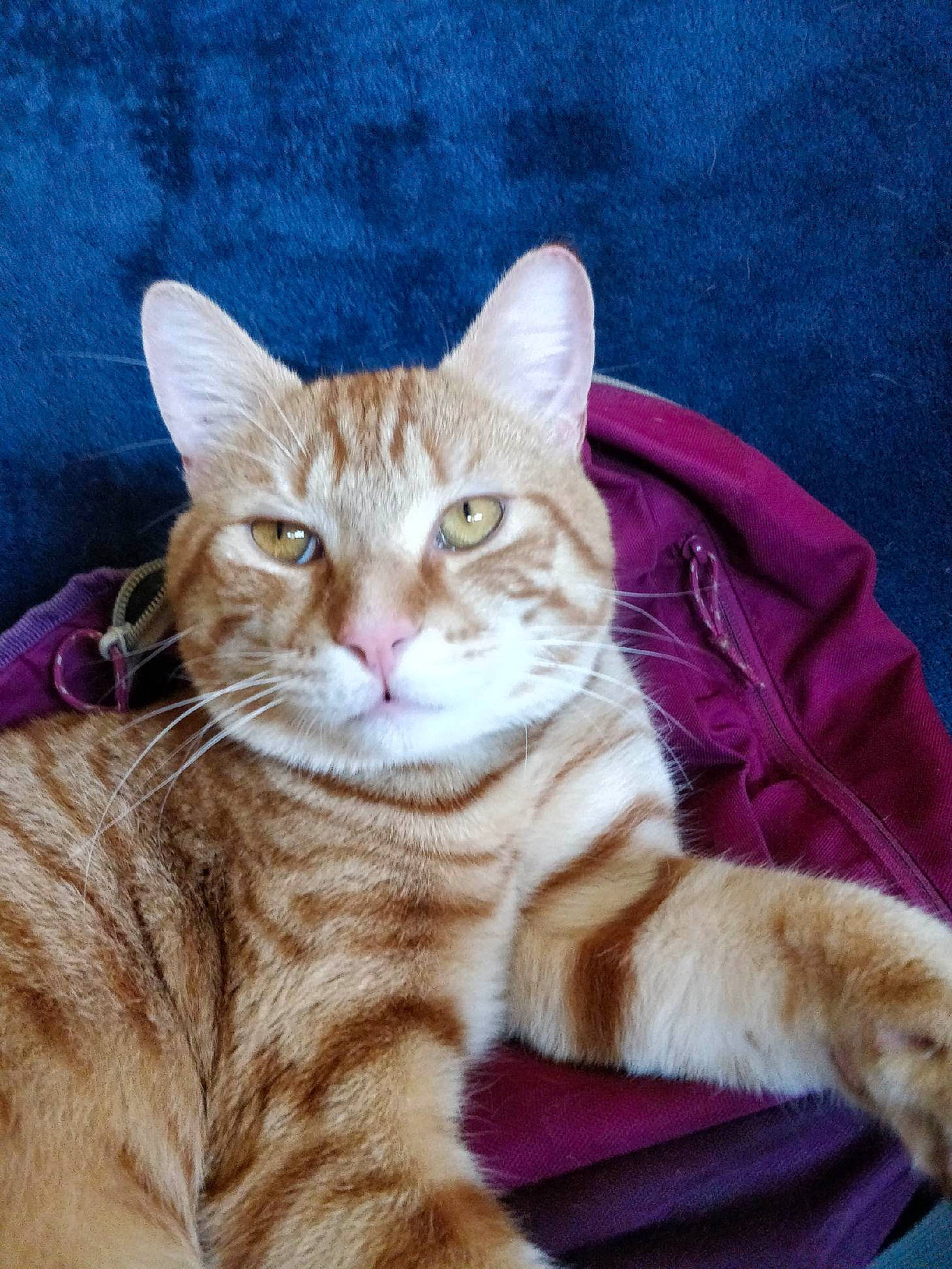 Maxou a rejoint le concours — aidez-le/la à gagner de superbes lots ! carnivore, cat, comfort, domestic_short_haired_cat, electric_blue, fawn, felidae, fur, paw, sitting, small_to_medium_sized_cats, snout, tail, whiskers