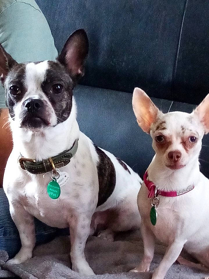 Junior Et Bella a rejoint le concours — aidez-le/la à gagner de superbes lots ! ancient_dog_breeds, canidae, carnivore, collar, companion_dog, dog, dog_breed, dog_collar, ear, fawn, fur, head, non_sporting_group, pattern, snout, sporting_group, toy_dog, whiskers, white, working_animal