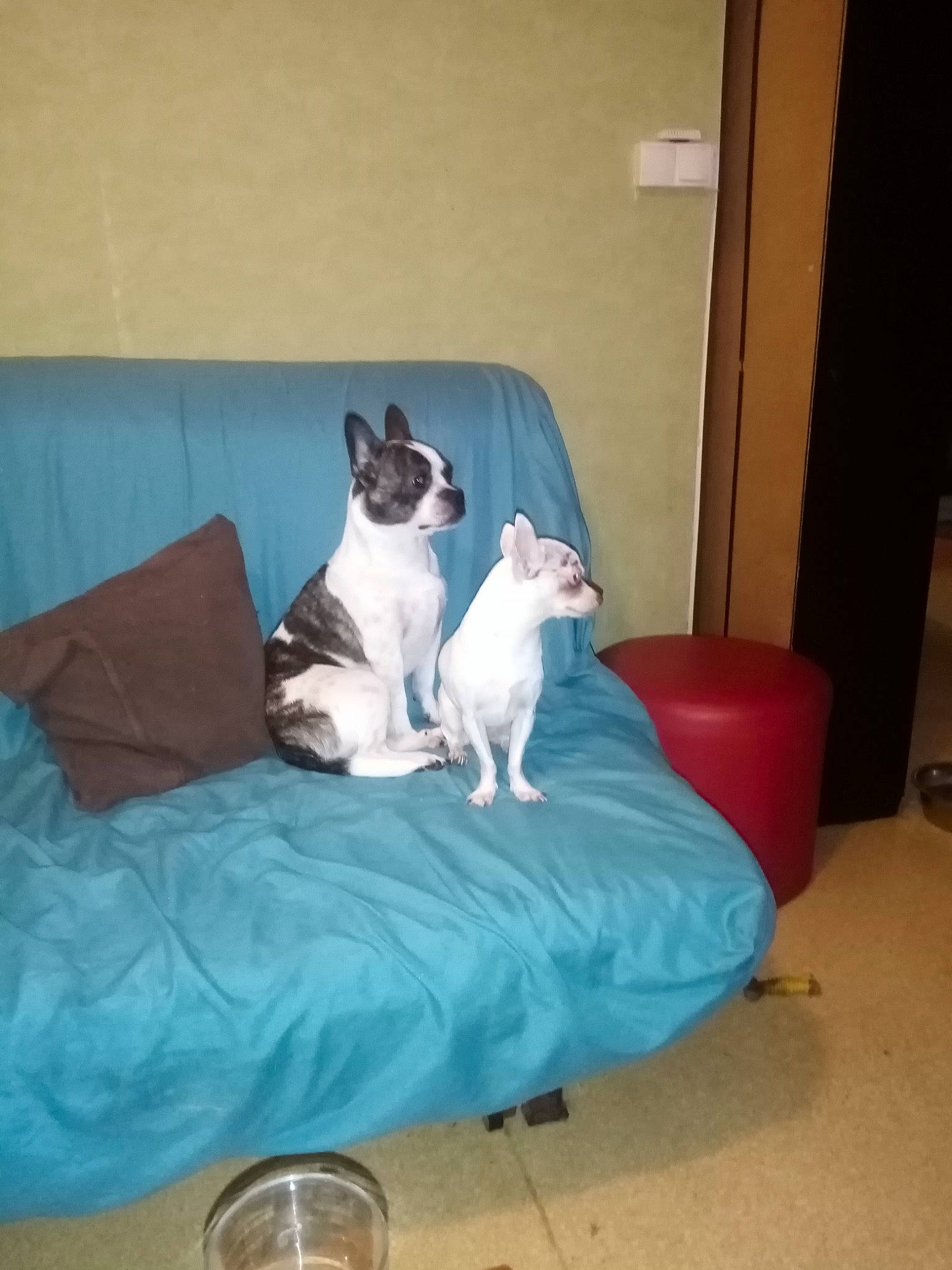 Junior Et Bella participe au concours pour gagner de l'argent avec cette photo : canidae, carnivore, cat, chair, comfort, companion_dog, dog_breed, dog_supply, door, fawn, felidae, furniture, linens, mammal, pet_supply, small_to_medium_sized_cats, sporting_group, tail, tin_can, whiskers