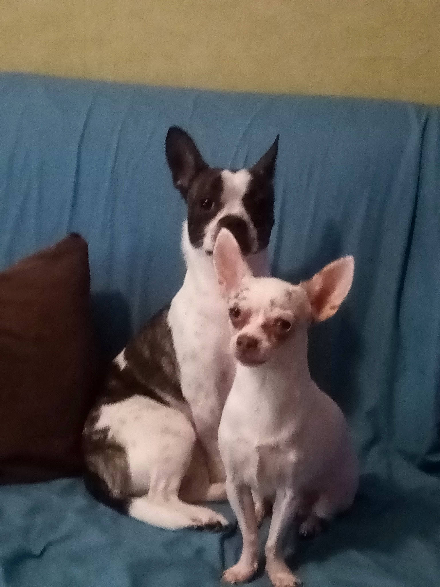 Junior Et Bella participe au concours pour gagner de l'argent avec cette photo : canidae, carnivore, comfort, companion_dog, couch, dog, dog_breed, ear, eye, fawn, mammal, non_sporting_group, small_terrier, sporting_group, terrestrial_animal, toy_dog, vertebrate, whiskers, working_animal