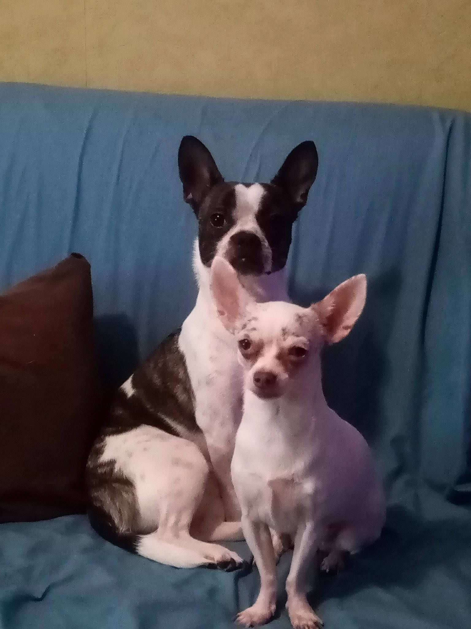 Junior Et Bella participe au concours pour gagner de l'argent avec cette photo : canidae, carnivore, comfort, companion_dog, couch, dog, dog_breed, ear, fawn, non_sporting_group, paw, puppy, sleeper_chair, snout, sporting_group, tail, terrestrial_animal, toy_dog, whiskers, working_animal