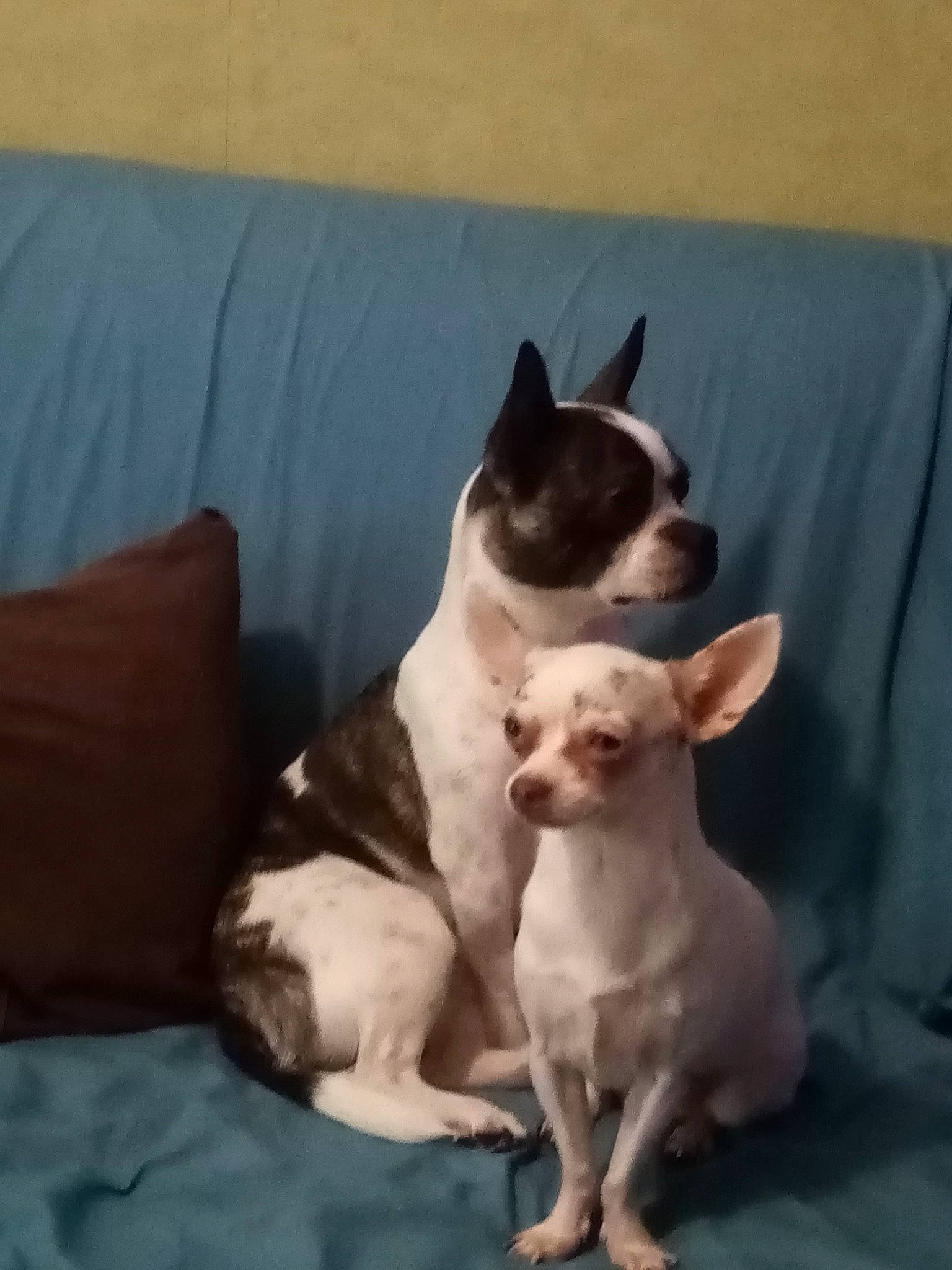 Junior Et Bella a rejoint le concours — aidez-le/la à gagner de superbes lots ! canidae, carnivore, comfort, companion_dog, couch, dog, dog_breed, ear, fawn, felidae, linens, non_sporting_group, paw, snout, sporting_group, tail, toy_dog, whiskers, working_animal