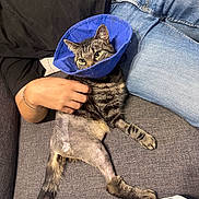 Ciboulette a rejoint le concours — aidez-le/la à gagner de superbes lots ! cat, tabby_cat, cone, protective_collar, shaved_leg, surgery, healing, pet, hand, person, couch, denim, jeans, gray_couch, furniture, indoor, resting, comfort, domestic_animal, animal_care