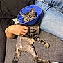 cat, tabby_cat, cone, protective_collar, shaved_leg, surgery, healing, pet, hand, person, couch, denim, jeans, gray_couch, furniture, indoor, resting, comfort, domestic_animal, animal_care