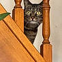 Ciboulette participe au concours pour gagner de l'argent avec cette photo : cat, tabby, peeking, stairs, wooden, balusters, curious, indoor, pet, animal, face, eyes, whiskers, fur, home, feline, vertical, closeup, looking, surprised