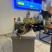 Mathias Gigault a rejoint le concours — aidez-le/la à gagner de superbes lots ! cat, tabby, ottoman, living_room, tile_floor, television, castle_model, person, furniture, indoor, plant, table, relaxing, pet, home, decor, leisure, animal, cozy, casual