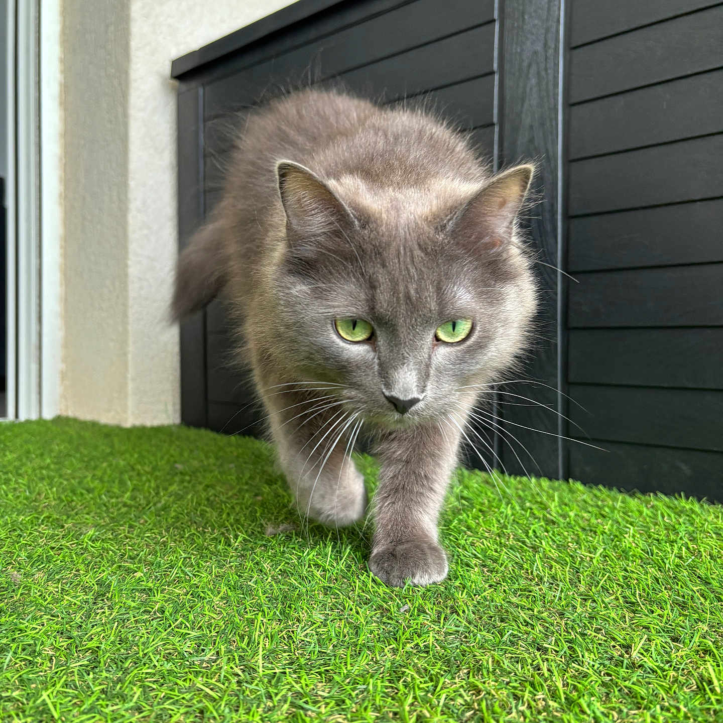 Freya participe au concours pour gagner de l'argent avec cette photo : abyssinian, alloywheel, animal, backyard, car, carwheel, cat, field, grass, grassland, kitten, lawn, machine, manx, nature, outdoors, pet, plant, spoke, yard