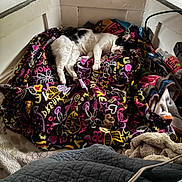 Rei joined the competition — help win amazing prizes! cat, sleeping, blanket, colorful, patterned, cozy, indoors, nook, resting, black_and_white, feline, soft, fabric, water_bottle, quiet, pet, relaxed, comfort, animal, home