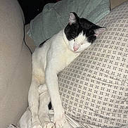 Rei is registered to the contest to win money with this photo: black_and_white, blanket, cat, comfort, couch, cozy, cute, domestic_animal, feline, fur, home, indoor, nap, paw, pet, pillow, relaxed, resting, sleeping, whiskers