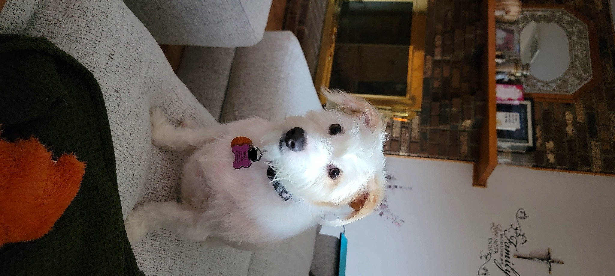 Riley joined the competition — help win amazing prizes! ball, canidae, carmine, carnivore, companion_dog, curtain, dog_breed, fawn, fur, hardwood, non_sporting_group, room, shelf, snout, sporting_group, toy, whiskers, wood