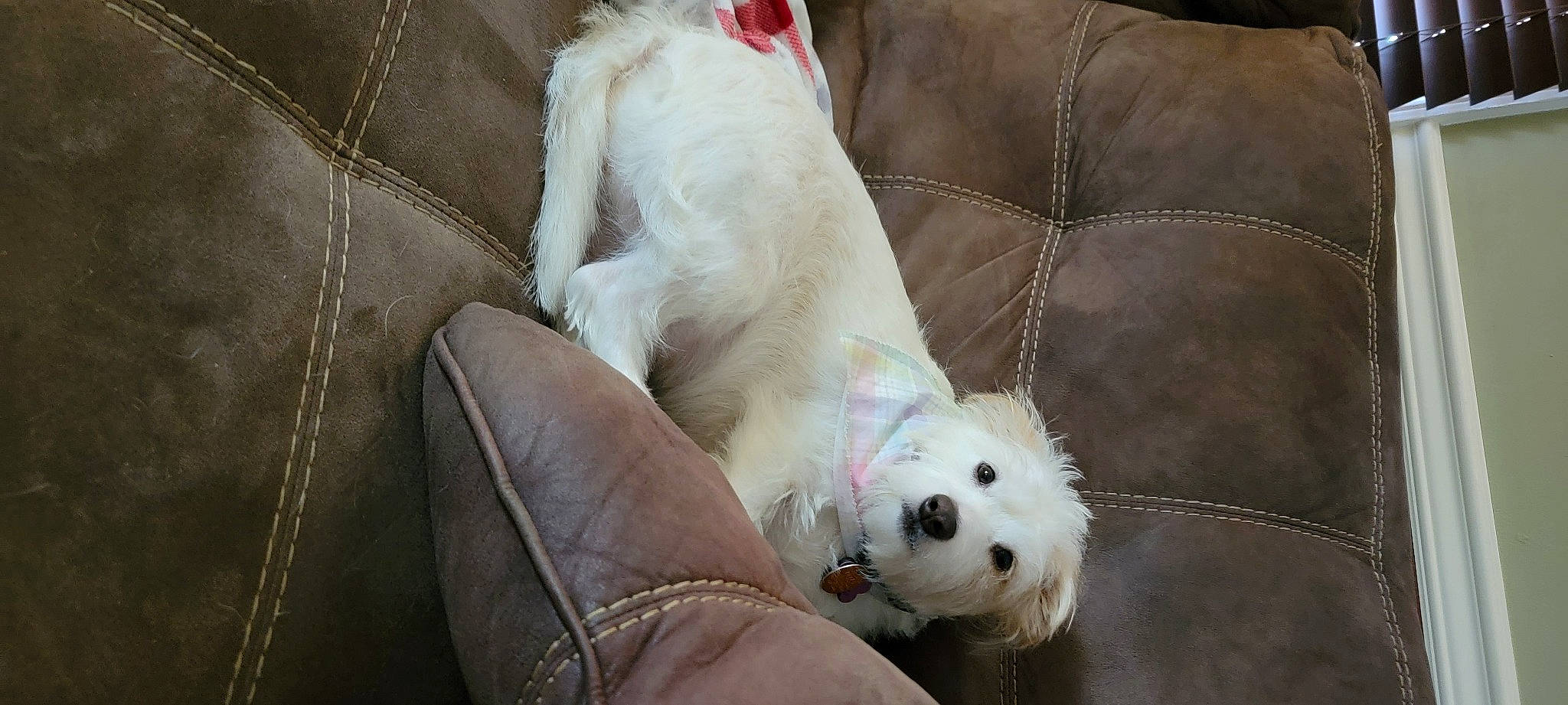 Riley is registered to the contest to win money with this photo: bichon, canidae, carnivore, comfort, companion_dog, couch, dog, dog_breed, dog_supply, fawn, fur, mal_shi, non_sporting_group, paw, small_terrier, snout, sporting_group, toy_dog, whiskers, working_animal