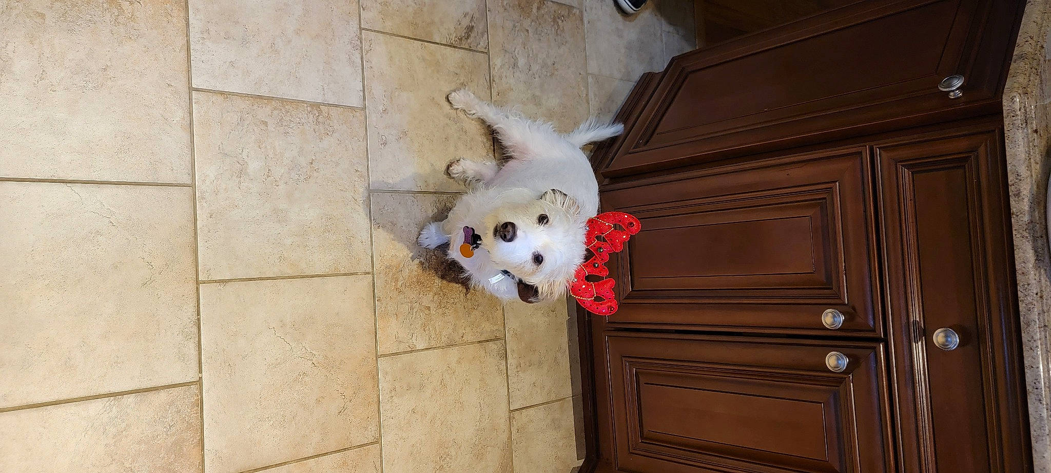 Riley joined the competition — help win amazing prizes! cabinetry, canidae, chest_of_drawers, companion_dog, dog_breed, door, door_handle, drawer, flooring, fur, hardwood, head, home_door, room, stuffed_toy, tail, toy, varnish, wood, wood_stain