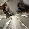Mimi is registered to the contest to win money with this photo: cat, kitten, fluffy, long_hair, white_fur, brown_fur, face, eyes, whiskers, nose, indoors, hallway, close_up, upside_down, curious, pet, animal, portrait, wood_floor, home
