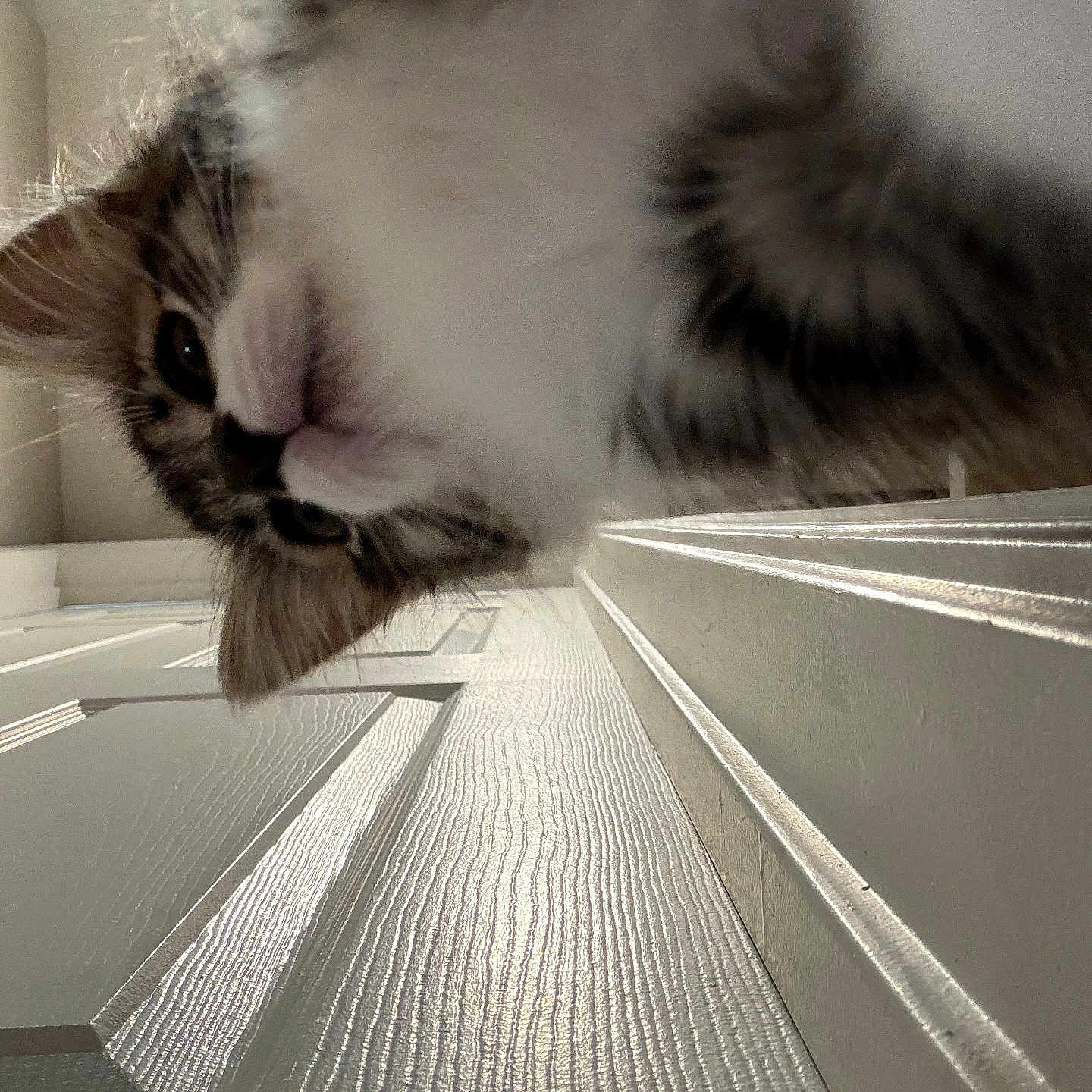 Mimi is registered to the contest to win money with this photo: cat, kitten, fluffy, long_hair, white_fur, brown_fur, face, eyes, whiskers, nose, indoors, hallway, close_up, upside_down, curious, pet, animal, portrait, wood_floor, home
