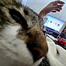 cat, feline, close_up, whiskers, fur, tabby, face, eye, nose, pet, indoor, living_room, television, shelf, snacks, beverage, coca_cola, hand, couch, curious