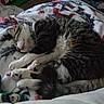 Mimi is registered to the contest to win money with this photo: cats, cat, sleeping, resting, pet, animals, felines, blanket, bed, bedroom, cozy, napping, black_and_white_cat, tabby_cat, paws, whiskers, fur, indoor, cluttered_background, relaxed