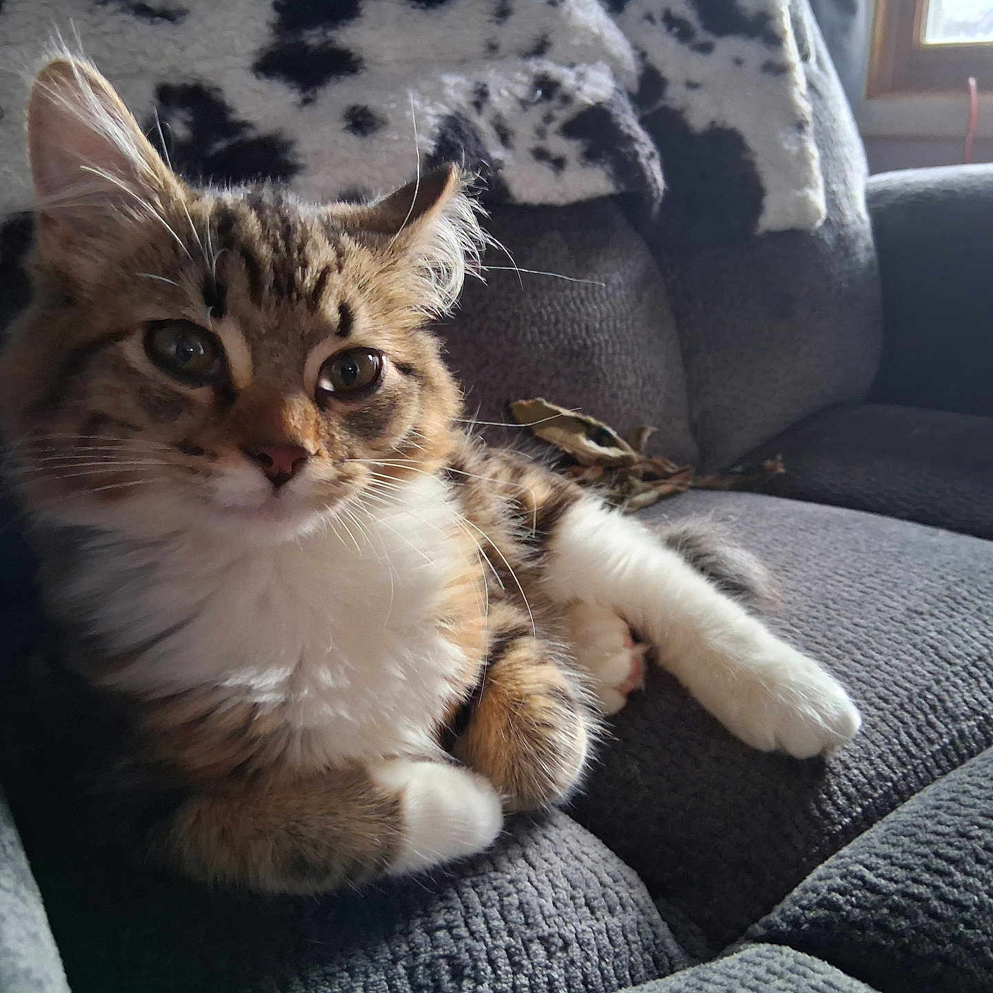 Lilly Boots is registered to the contest to win money with this photo: animal, blanket, cat, closeup, couch, cozy, domestic, fluffy, fur, furniture, indoor, mammal, natural_light, paw, pet, relaxing, resting, tabby, whiskers, window