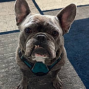 Junior is registered to the contest to win money with this photo: dog, french_bulldog, pet, animal, canine, portrait, close_up, sitting, indoors, living_room, carpet, harness, gray_fur, wrinkled_face, large_ears, brown_eyes, serious_expression, front_view, domestic_animal, photography