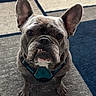 dog, french_bulldog, pet, animal, canine, portrait, close_up, sitting, indoors, living_room, carpet, harness, gray_fur, wrinkled_face, large_ears, brown_eyes, serious_expression, front_view, domestic_animal, photography
