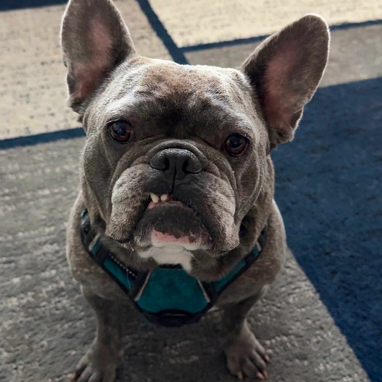 Junior