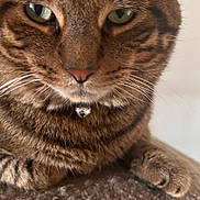 Sola joined the competition — help win amazing prizes! cat, tabby, close_up, pet, feline, whiskers, green_eyes, paw, carpeted_surface, indoor, resting, animal, cute, fur, collar, bell, portrait, relaxed, domestic_cat, mammal