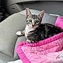 Cielo is registered to the contest to win money with this photo: kitten, cat, tabby, pet, car_interior, car_seat, leather, quilt, pink, animal, cute, fur, whiskers, young, domestic_cat, resting, looking, indoor, seatbelt, relaxed