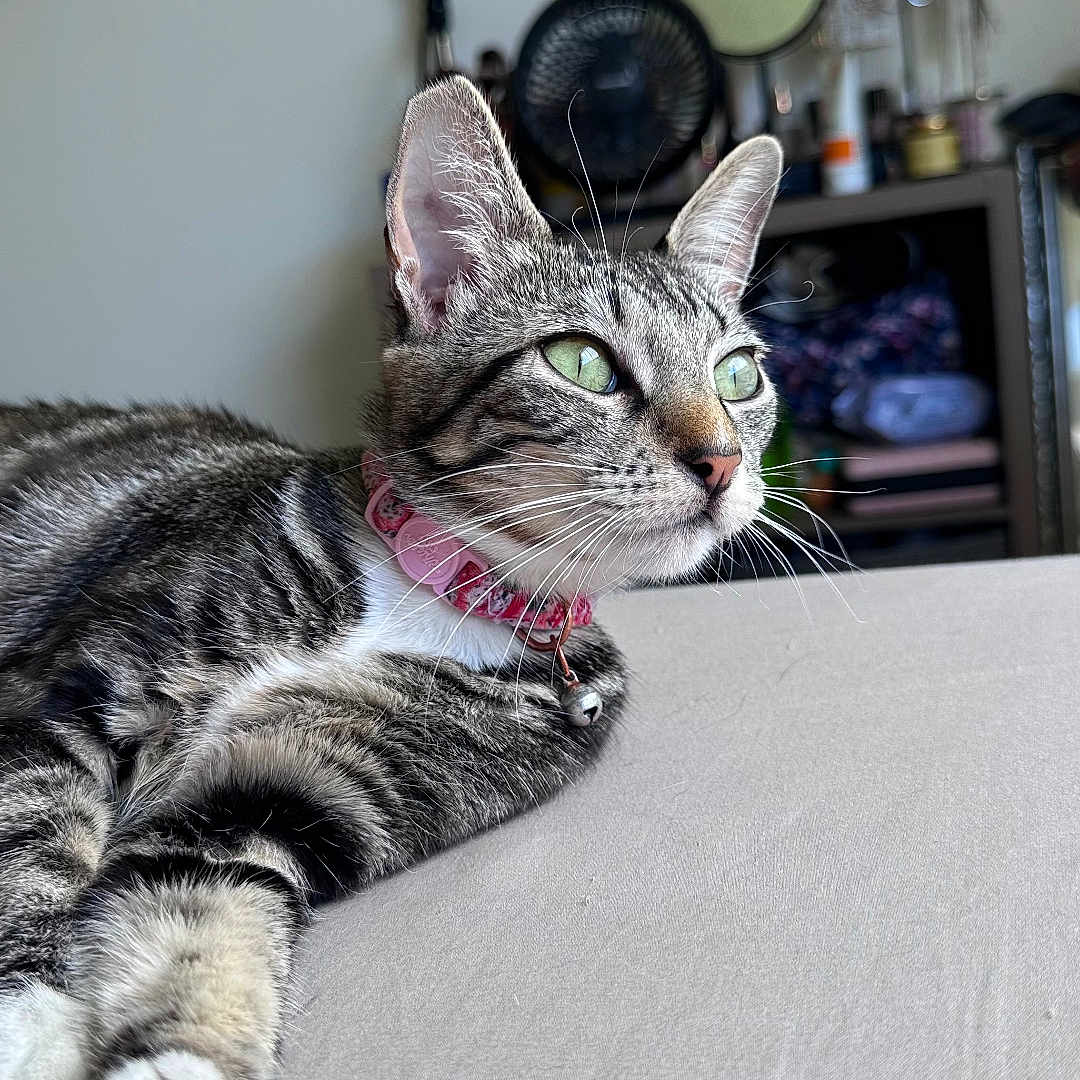 Cielo joined the competition — help win amazing prizes! animal, background_blur, bed, cat, close_up, domestic_animal, feline, fur, green_eyes, household, indoor, mammal, pet, pink_collar, portrait, relaxed, resting, soft_light, tabby, whiskers