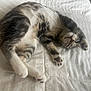 cat, tabby, pet, animal, fur, whiskers, paws, bed, blanket, resting, cute, indoor, sleepy, relaxed, striped, domestic_animal, mammal, feline, laying_down, cozy