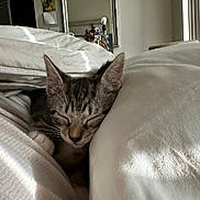 Cielo is registered to the contest to win money with this photo: kitten, cat, sleeping, bedroom, pillow, blanket, cozy, nap, indoor, soft_light, tabby, fur, resting, mirror, decor, window_light, home, quiet, peaceful, cute