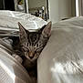 kitten, cat, sleeping, bedroom, pillow, blanket, cozy, nap, indoor, soft_light, tabby, fur, resting, mirror, decor, window_light, home, quiet, peaceful, cute