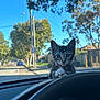 Cielo joined the competition — help win amazing prizes! kitten, cat, car_interior, dashboard, steering_wheel, windshield, suburban_street, trees, daylight, outdoor, pets, animal, curious, closeup, vehicle, speedometer, window, sky, sunny, domestic