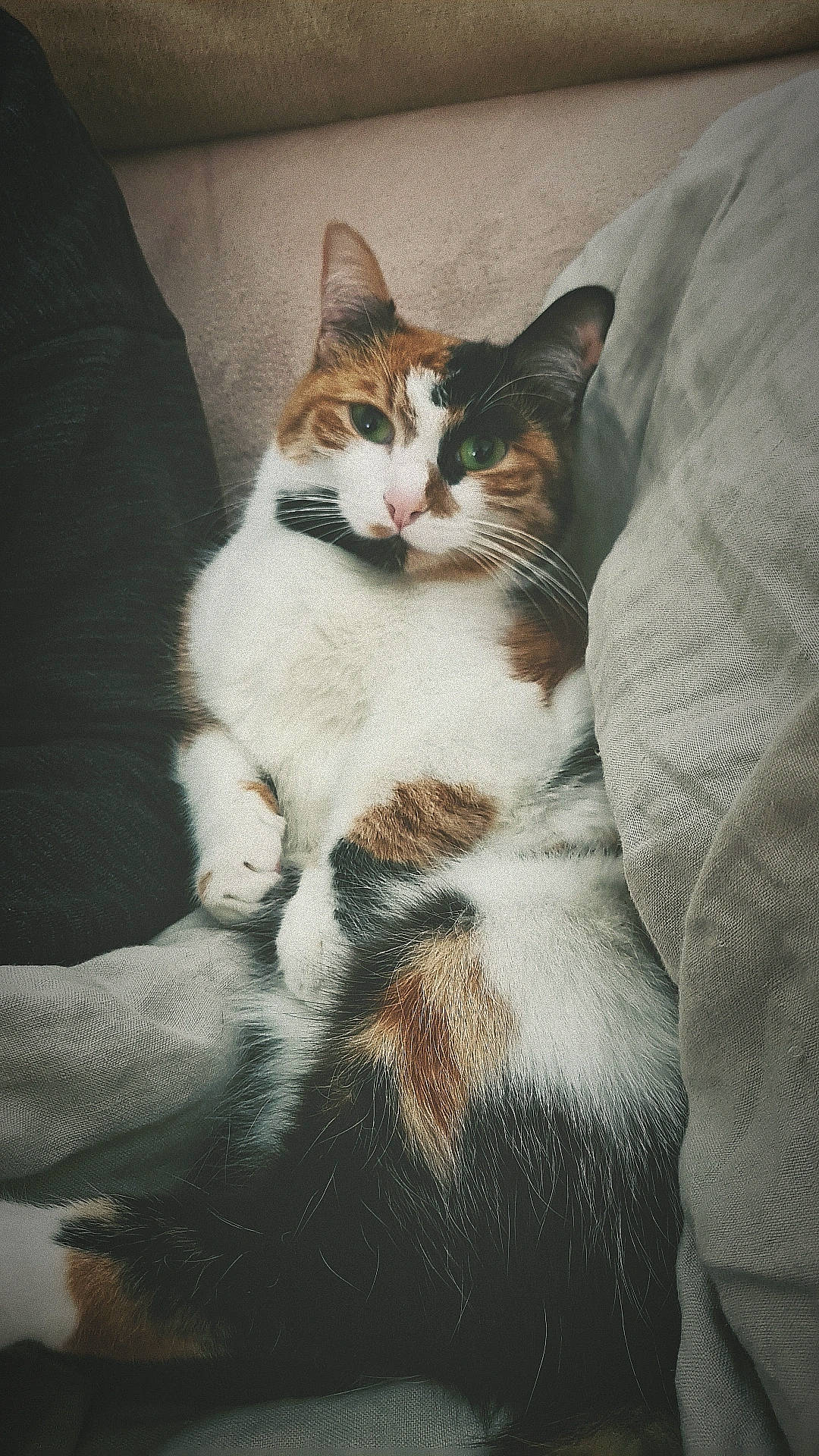 Rhéa participe au concours pour gagner de l'argent avec cette photo : carnivore, cat, comfort, domestic_short_haired_cat, eye, felidae, foot, fur, paw, sitting, small_to_medium_sized_cats, snout, tail, tree, whiskers