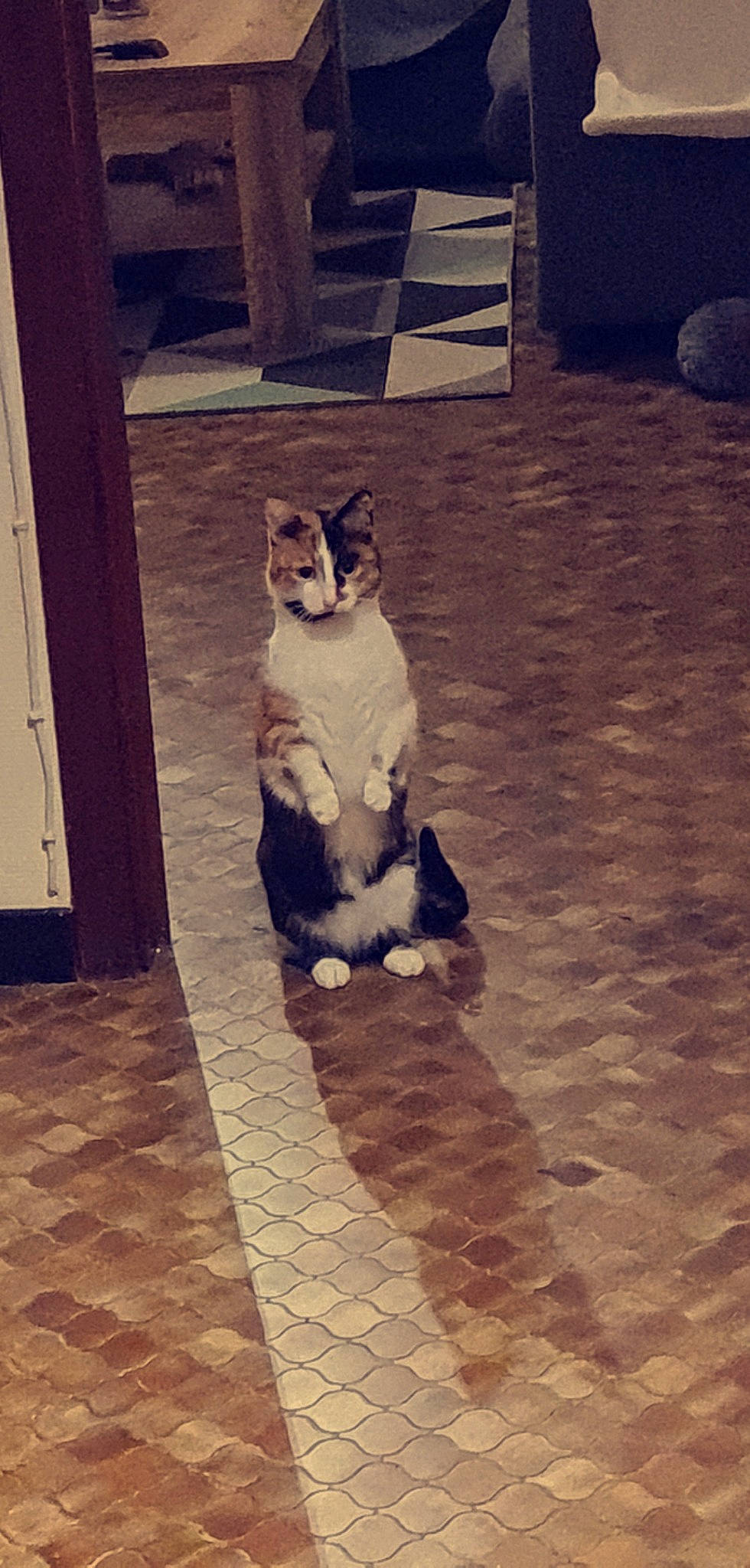 Rhéa participe au concours pour gagner de l'argent avec cette photo : carnivore, cat, companion_dog, dog_breed, eye, fawn, felidae, floor, flooring, head, human_body, human_leg, metal, road_surface, small_to_medium_sized_cats, snout, tail, tints_and_shades, whiskers, wood