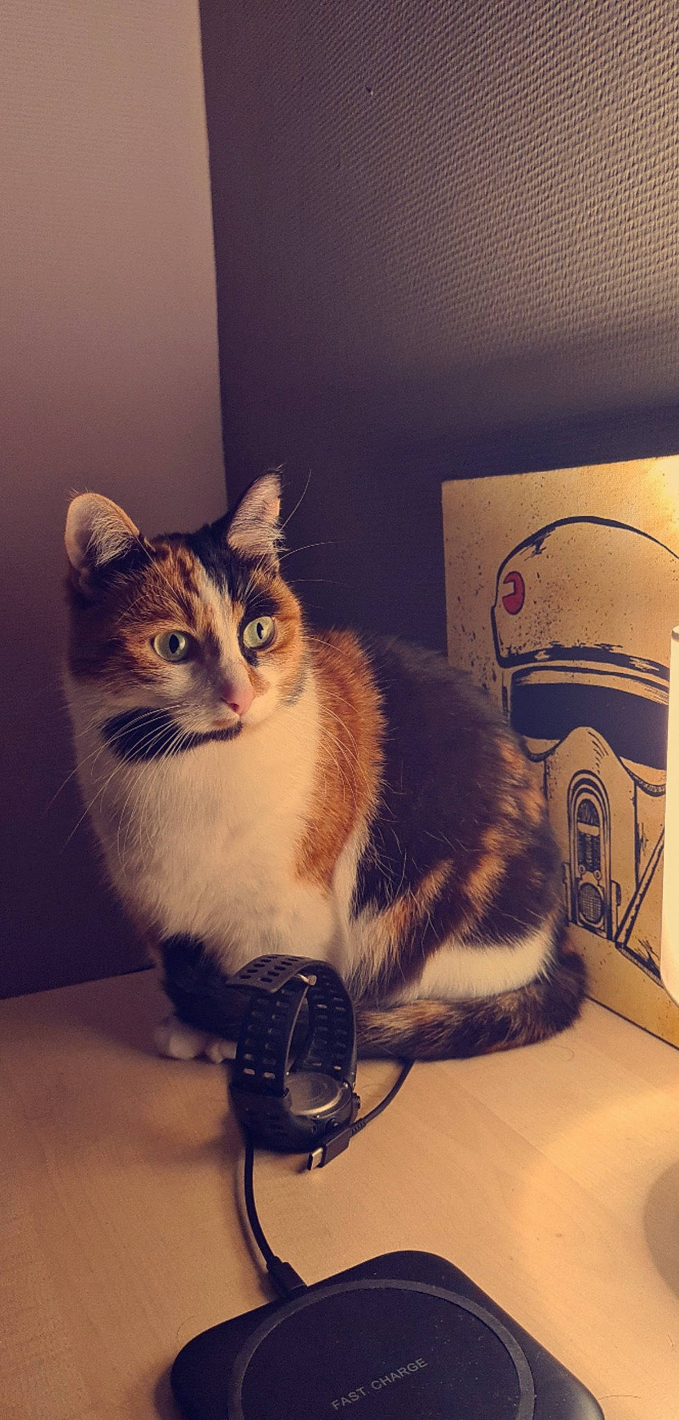 Rhéa participe au concours pour gagner de l'argent avec cette photo : box, carnivore, cat, comfort, domestic_short_haired_cat, door, eyewear, felidae, fur, metal, mouse, paw, peripheral, small_to_medium_sized_cats, snout, stairs, tail, whiskers, window, wood