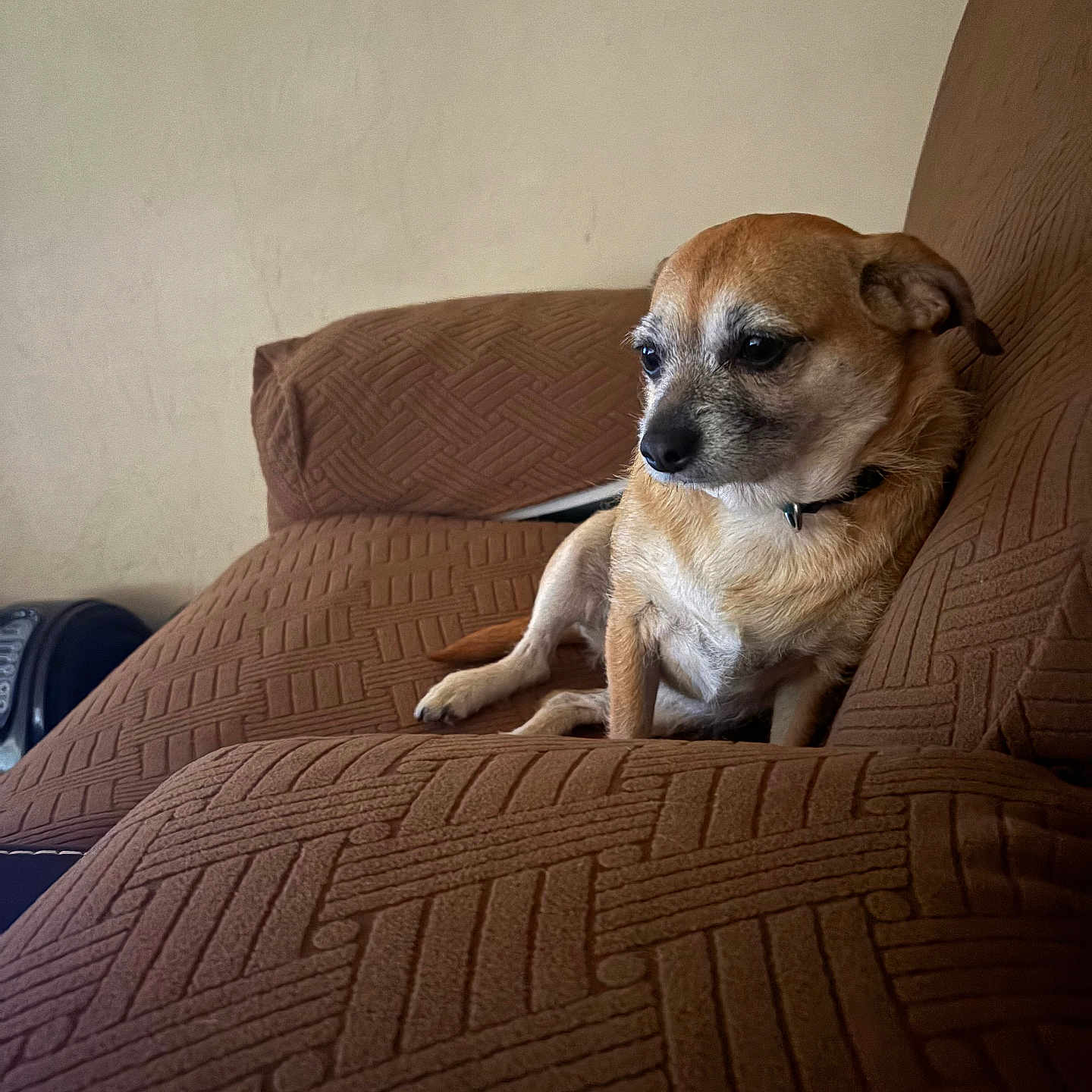 Peaches joined the competition — help win amazing prizes! animal, brown_couch, chihuahua, closeup, collar, couch, cozy, dog, ears, fur, furniture, home, indoor, pet, quiet, relaxed, resting, seated, small_dog, texture