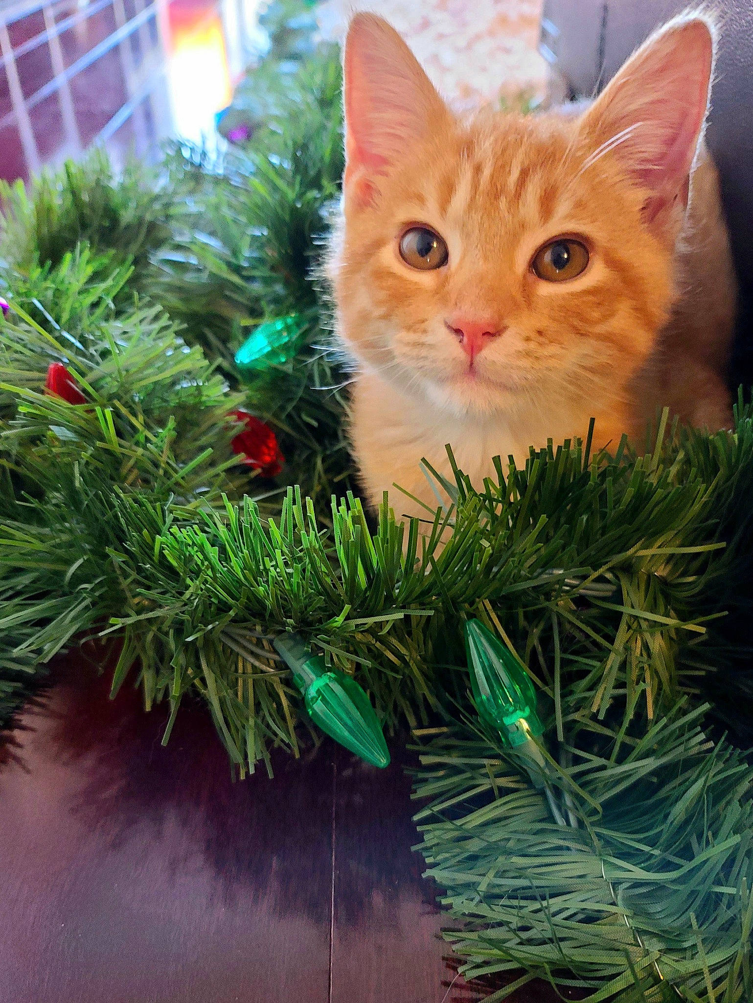 Feniex is registered to the contest to win money with this photo: branch, carnivore, cat, christmas_decoration, christmas_ornament, christmas_tree, event, evergreen, fawn, felidae, grass, holiday, holiday_ornament, larch, plant, small_to_medium_sized_cats, snout, tail, tree, whiskers