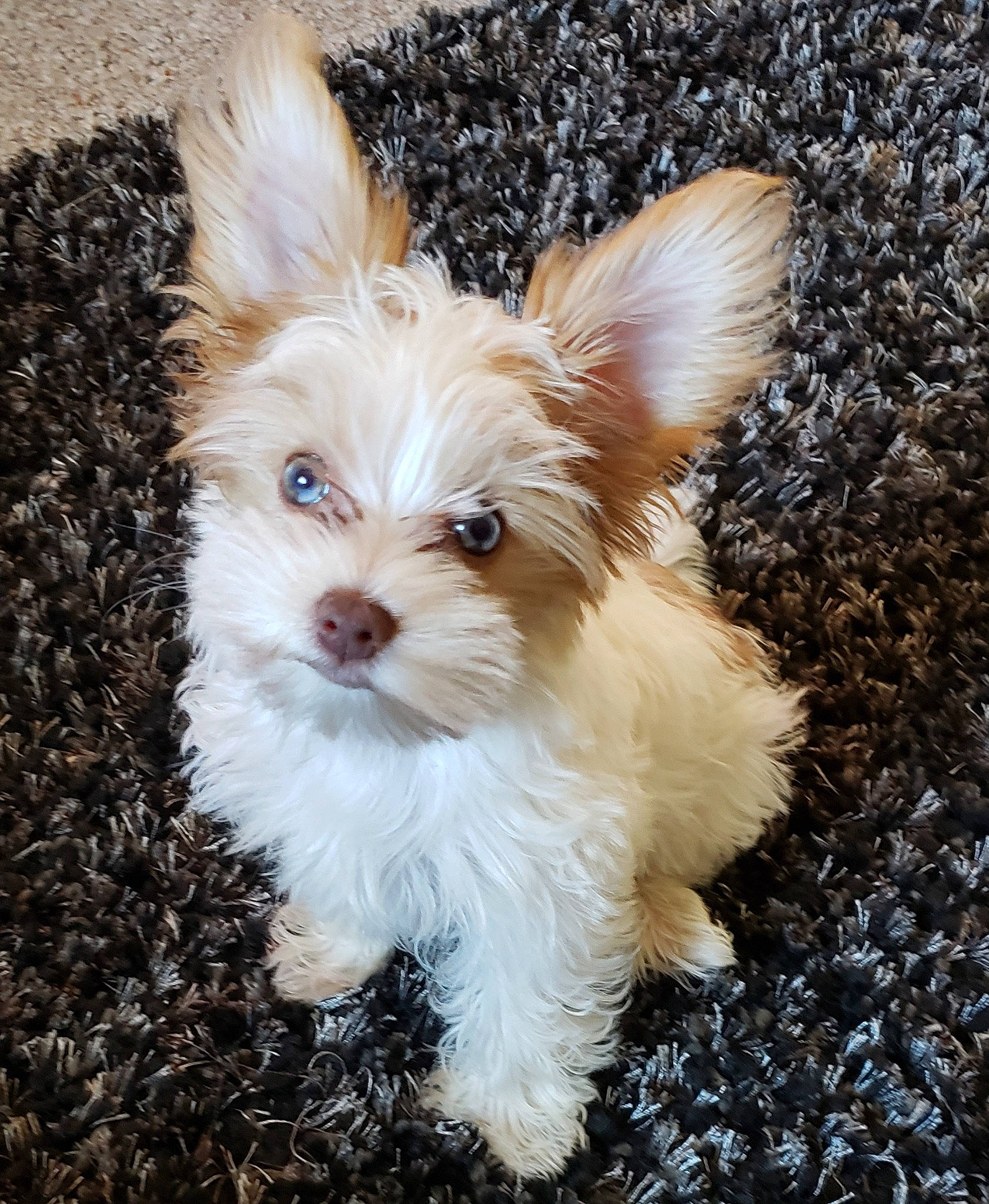 Dilly is registered to the contest to win money with this photo: biewer_terrier, canidae, carnivore, cockapoo, companion_dog, dog, dog_breed, ear, havanese, maltepoo, mammal, morkie, portuguese_podengo, puppy, rare_breed_dog, terrier, toy_dog, vertebrate, yorkipoo, yorkshire_terrier