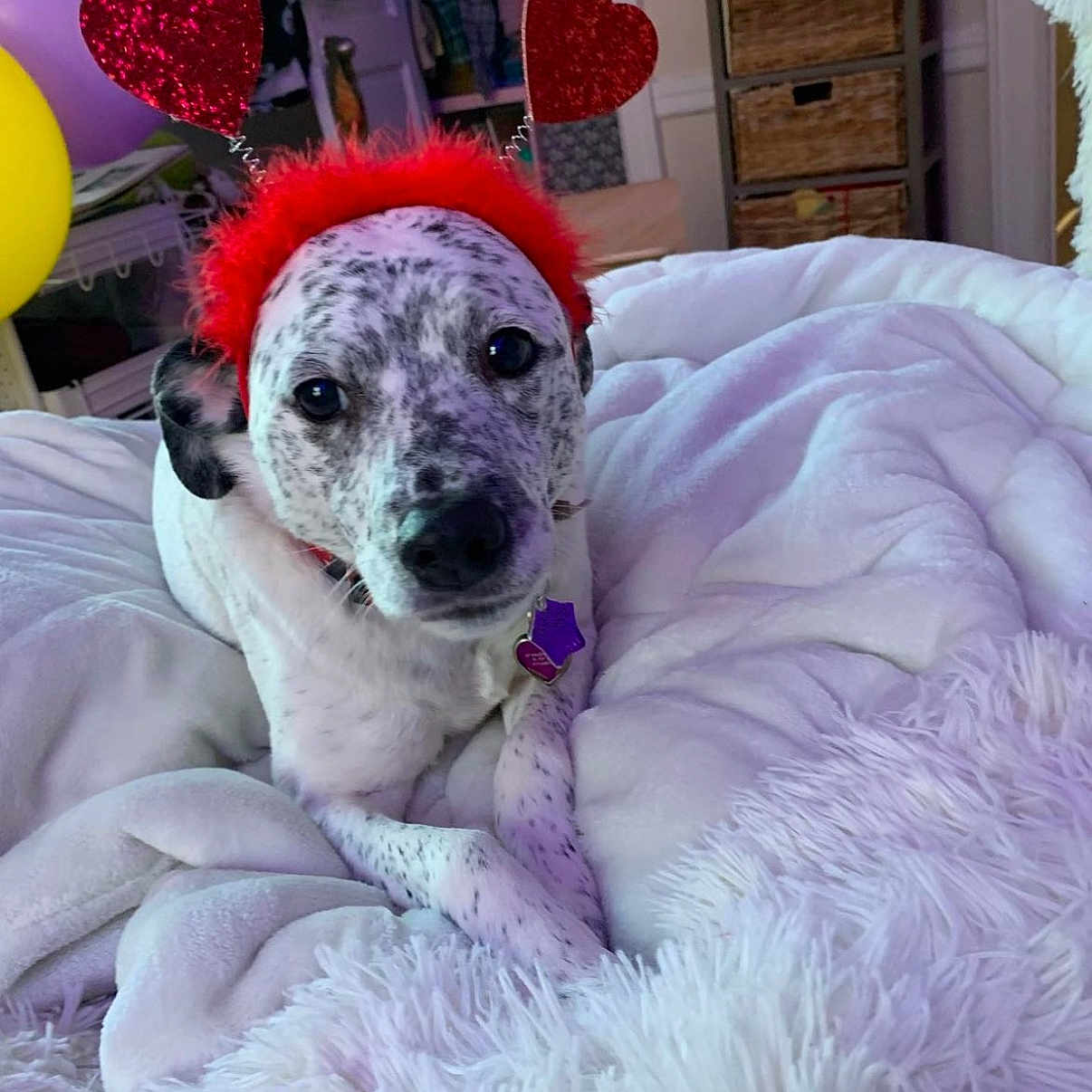 Pepper is registered to the contest to win money with this photo: animal, bedroom, blanket, collar, comfort, cute, decor, dog, furniture, furry, heart_shape, indoor, pet, red_headband, relaxed, resting, soft, spot, tag, white