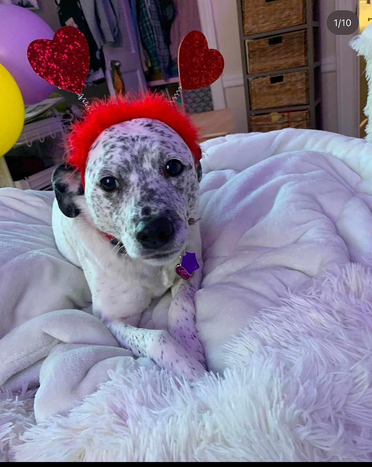 Pepper is registered to the contest to win money with this photo: dog, pet, indoor, blanket, white, red_headband, heart_shape, furry, cute, relaxed, bedroom, furniture, soft, collar, tag, decor, comfort, animal, spot, resting