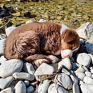 Arrow participe au concours pour gagner de l'argent avec cette photo : puppy, dog, sleeping, rocks, river, water, outdoor, nature, brown, white, fur, sunlight, peaceful, young, animal, pet, resting, closeup, daytime, adorable