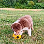 Arrow a rejoint le concours — aidez-le/la à gagner de superbes lots ! puppy, dog, grass, soccer_ball, playing, outdoor, nature, cute, brown, white, animal, pet, young, field, fur, chewing, toy, summer, greenery, canine