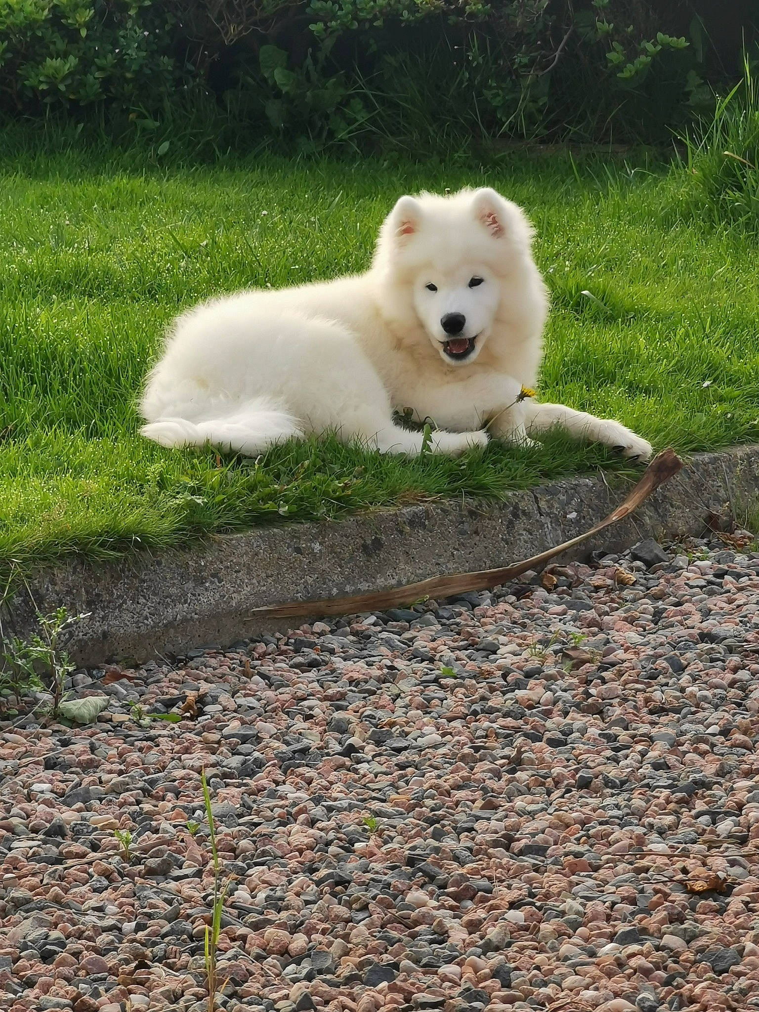 Remi joined the competition — help win amazing prizes! canidae, carnivore, companion_dog, dog, dog_breed, fawn, german_spitz, german_spitz_klein, german_spitz_mittel, grass, indian_spitz, japanese_spitz, plant, snout, spitz, sporting_group, tail, terrestrial_animal, tree, working_animal