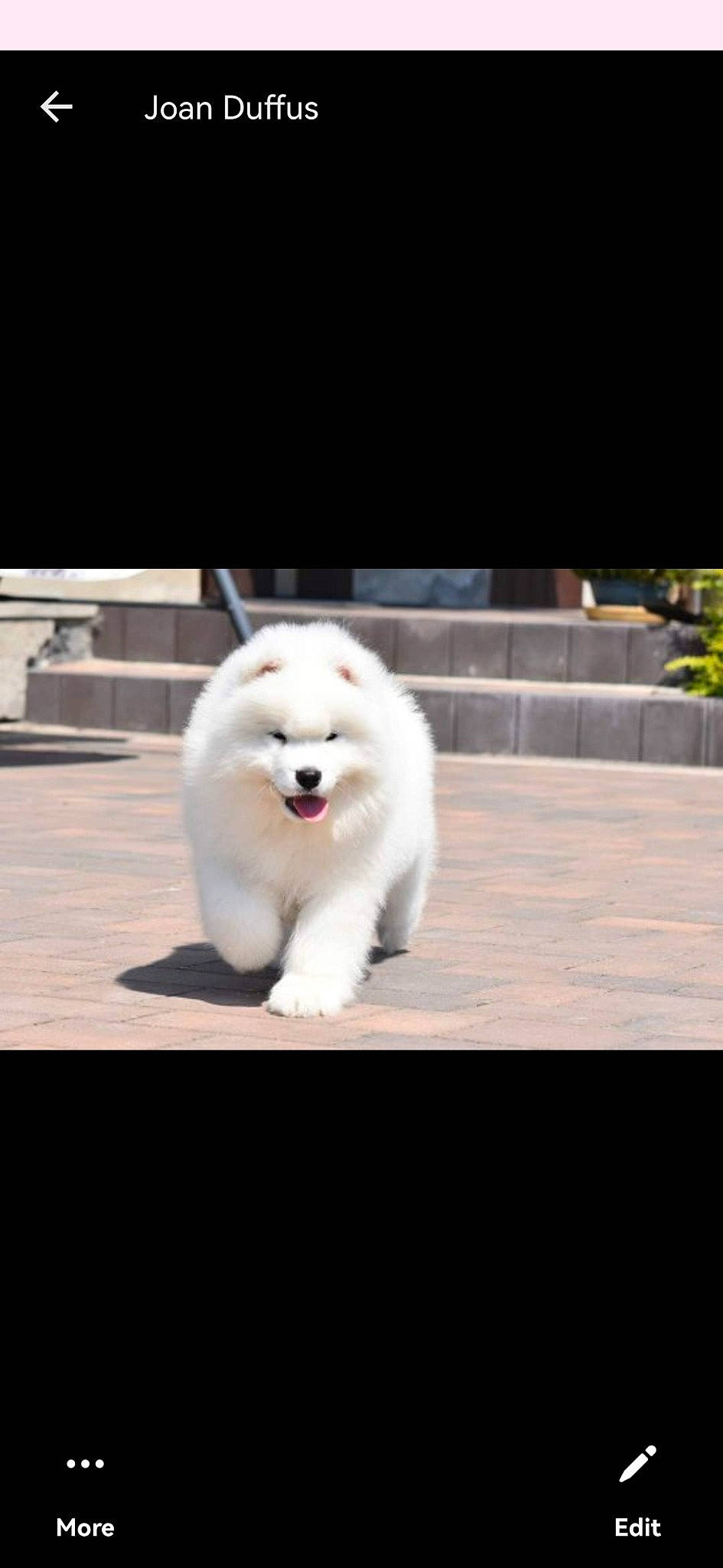 Remi is registered to the contest to win money with this photo: bear, carnivore, dog_breed, drink, fur, metal, plant, snout, terrestrial_animal, whiskers