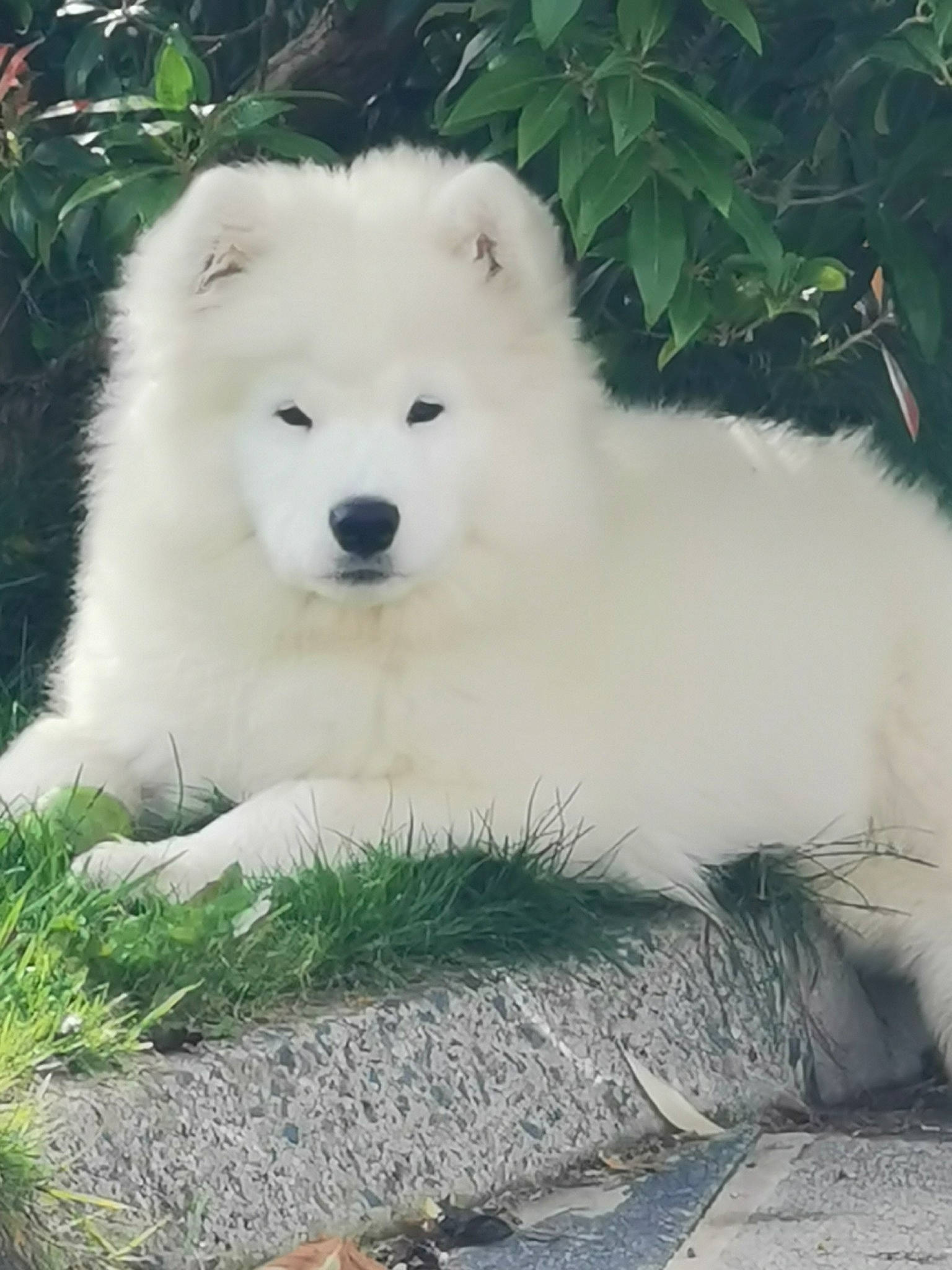 Remi is registered to the contest to win money with this photo: ancient_dog_breeds, canidae, canis, carnivore, companion_dog, dog, dog_breed, fur, giant_dog_breed, grass, non_sporting_group, plant, snout, spitz, sporting_group, terrestrial_animal, tree, volpino_italiano, wildlife, working_animal