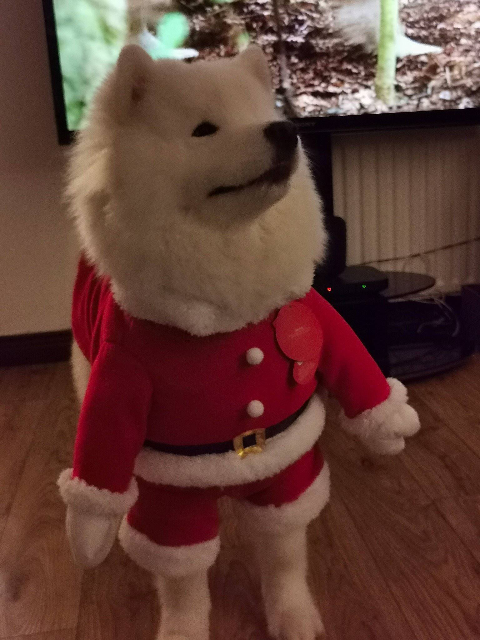 Remi is registered to the contest to win money with this photo: bear, carmine, christmas, companion_dog, event, fictional_character, fur, happy, hardwood, head, holiday, mascot, plush, snout, stuffed_toy, tail, toy, white, winter, wood